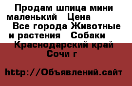 Продам шпица мини маленький › Цена ­ 15 000 - Все города Животные и растения » Собаки   . Краснодарский край,Сочи г.